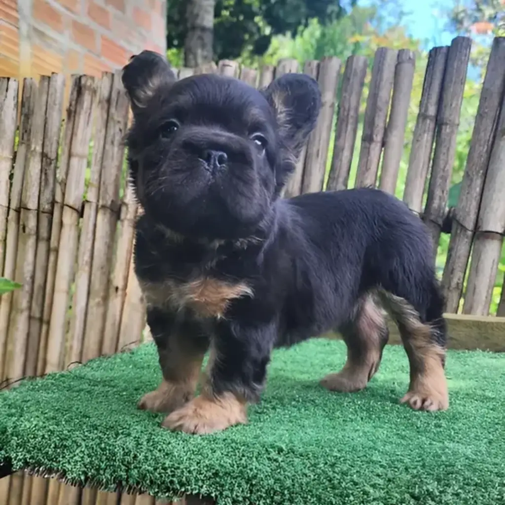 Bulldog Francés Fluffy Black and Tan foto 3