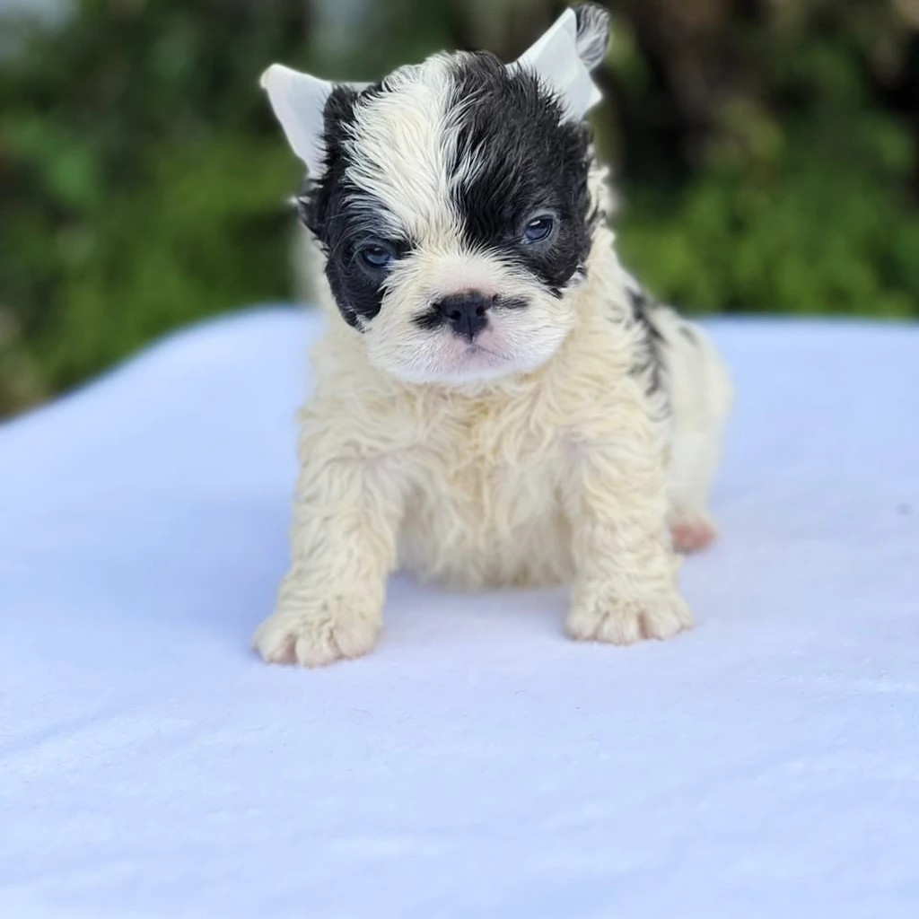 Bulldog Francés Fluffy Blue foto 6