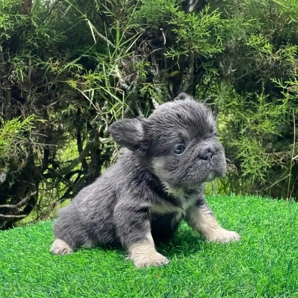 Bulldog Francés Blue and Tan Fluffy
