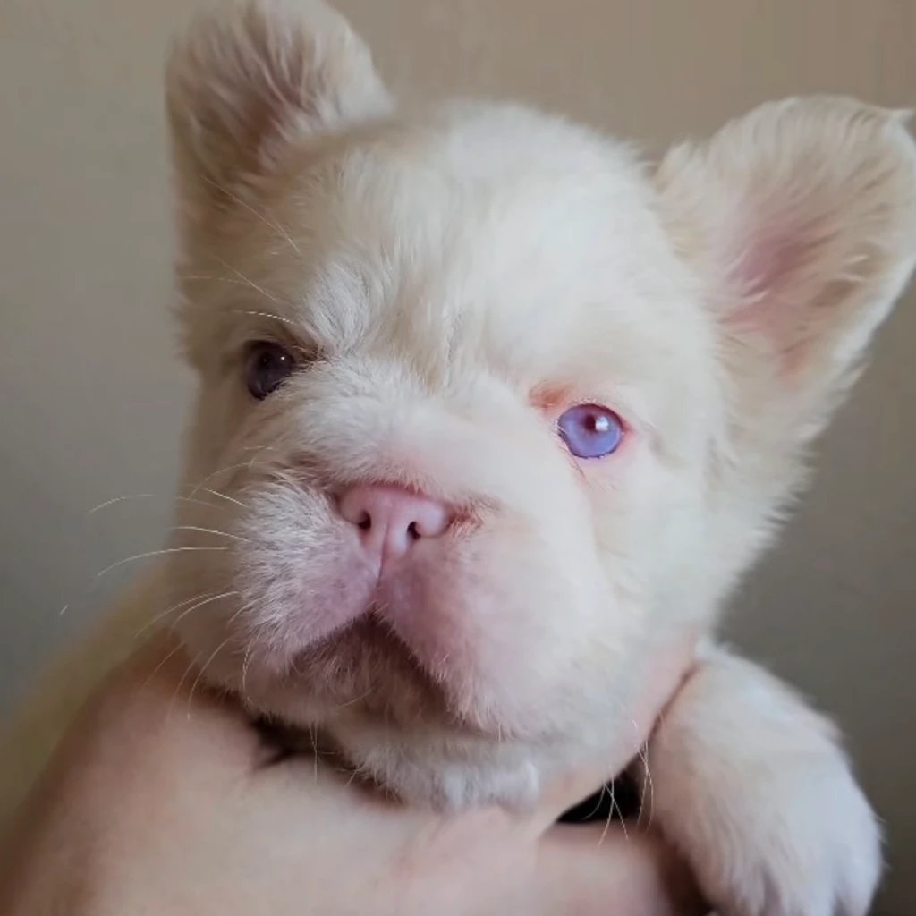 Bulldog Francés Fluffy Pink