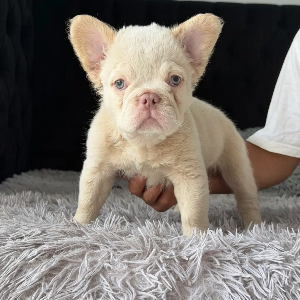Bulldog Francés Platinum Fluffy