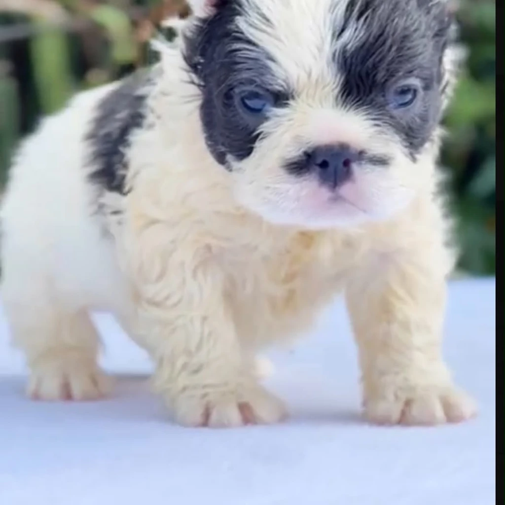 Bulldog Francés Fluffy Blue foto 5
