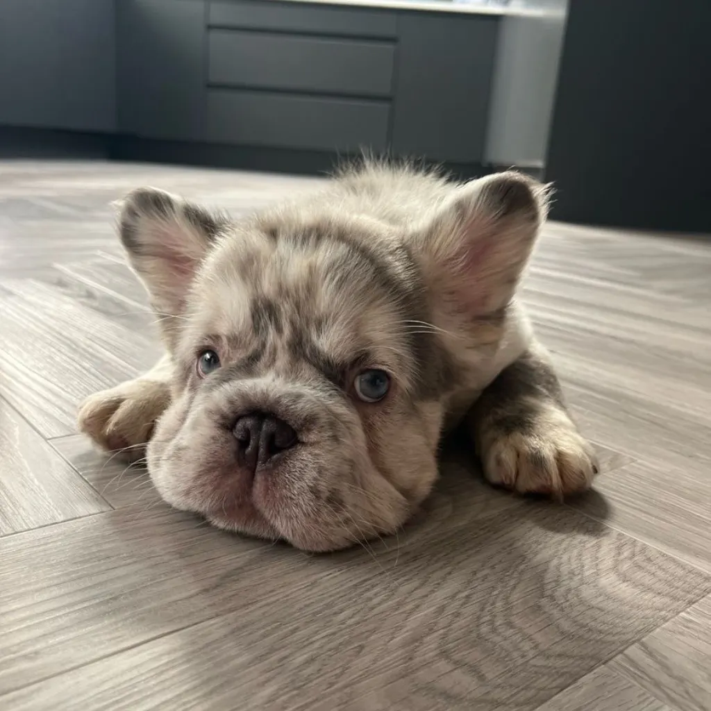 Cómo es el carácter del Bulldog Francés Fluffy