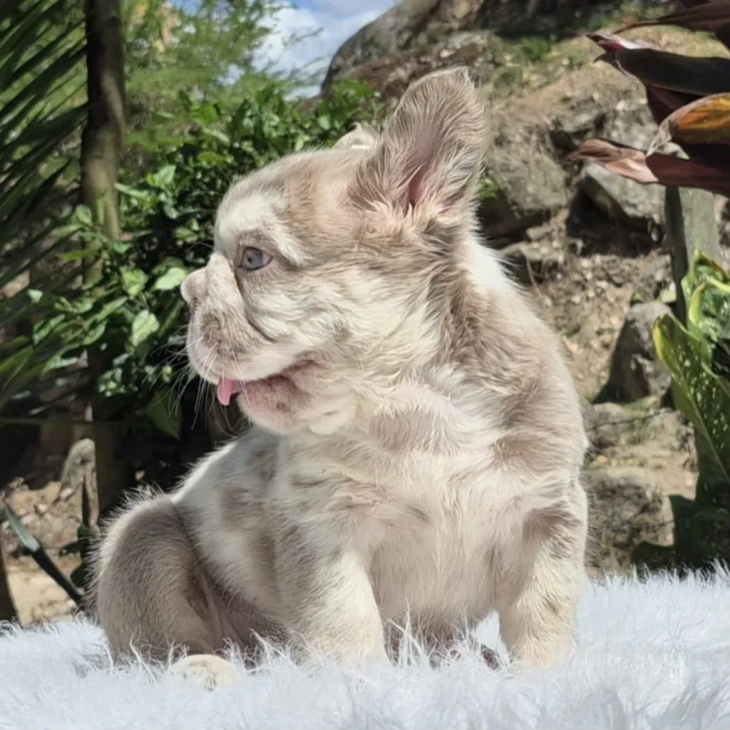 Bulldog Francés Fluffy Lilac Merle (Isabella Merle) foto 3