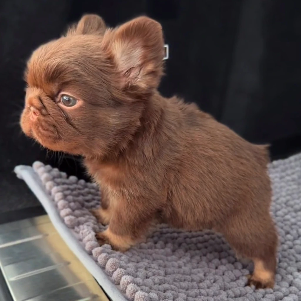 Bulldog Francés Fluffy Chocolate foto 2