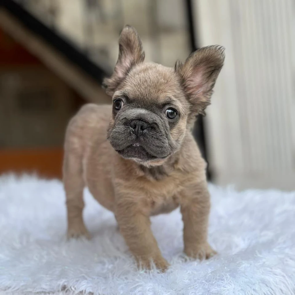 Bulldog Francés Fluffy Fawn Leonado foto 2