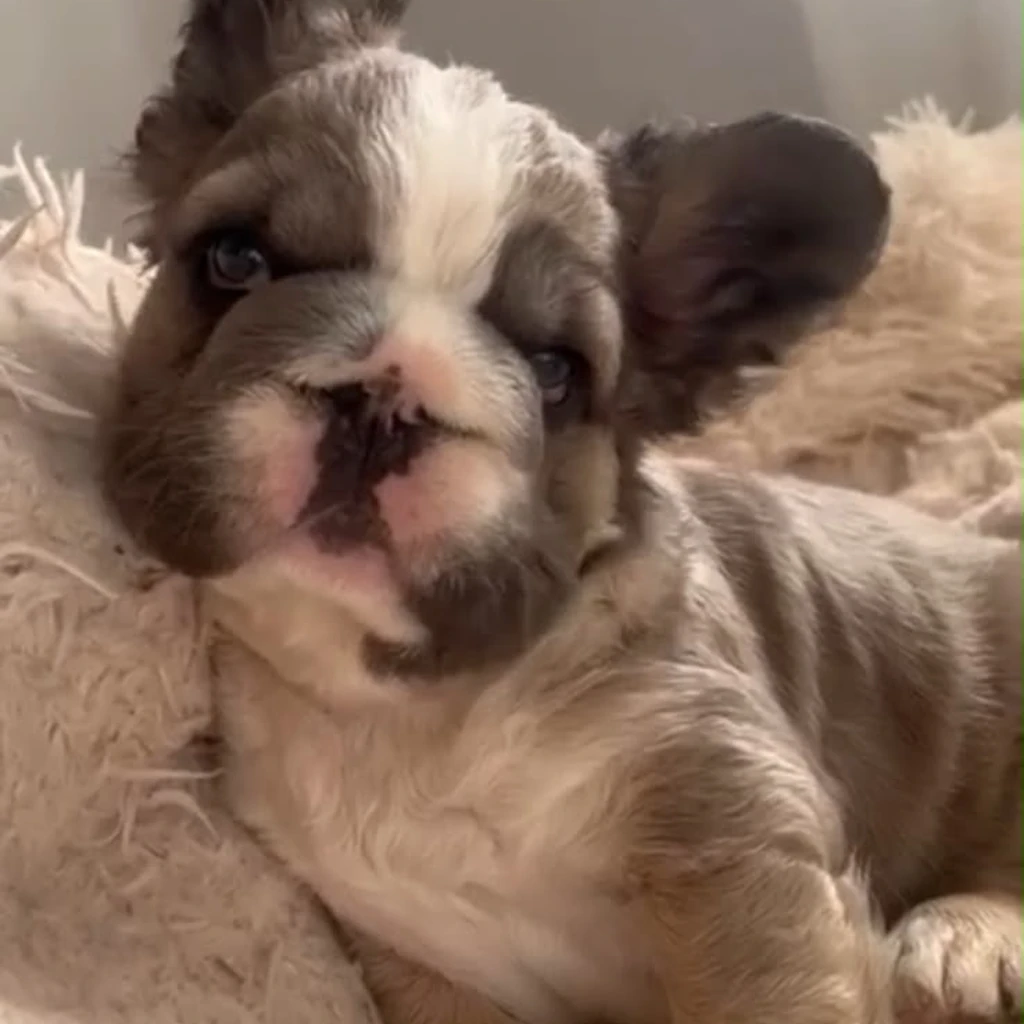 Bulldog Francés Fluffy Blue Merle