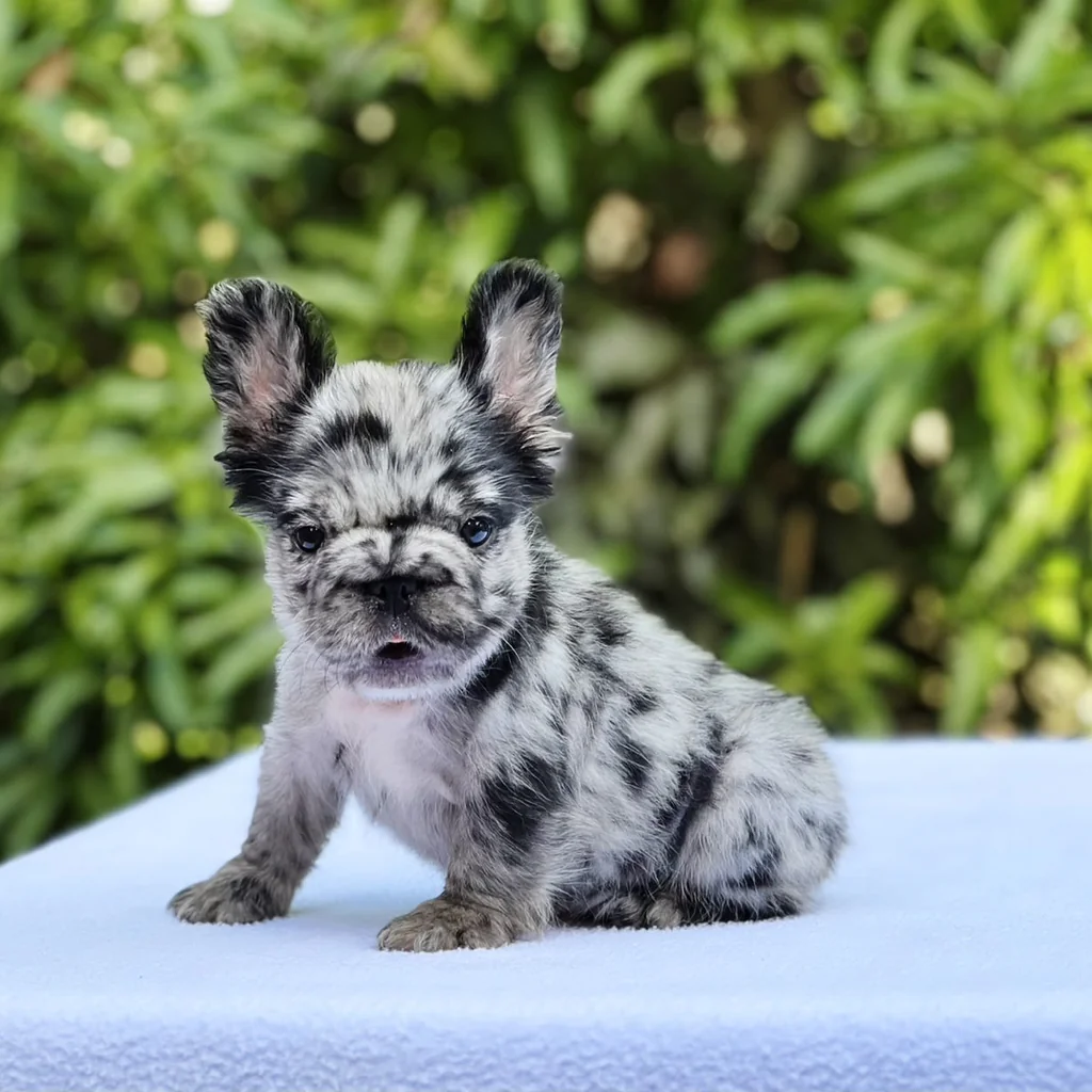 Los colores más buscados del Bulldog Francés Fluffy en 2026
