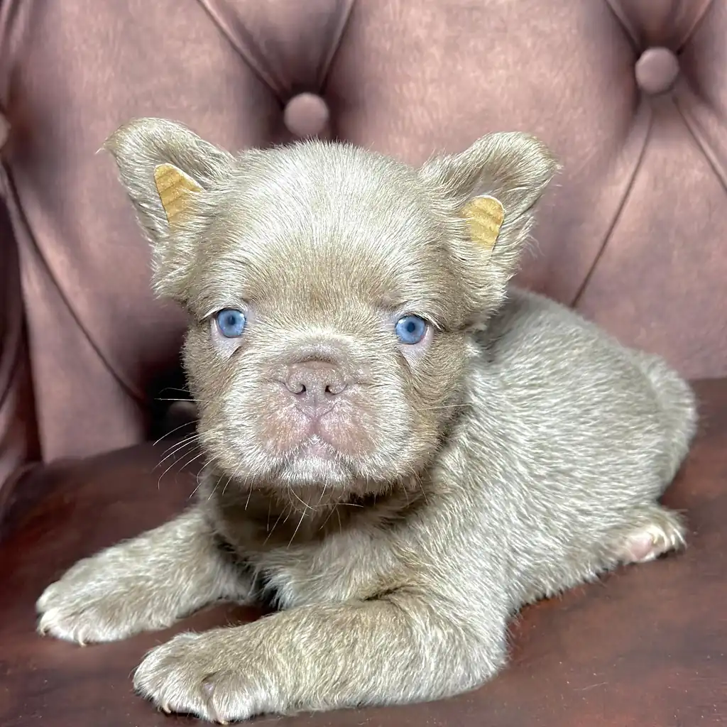 Bulldog Francés Isabella Fluffy