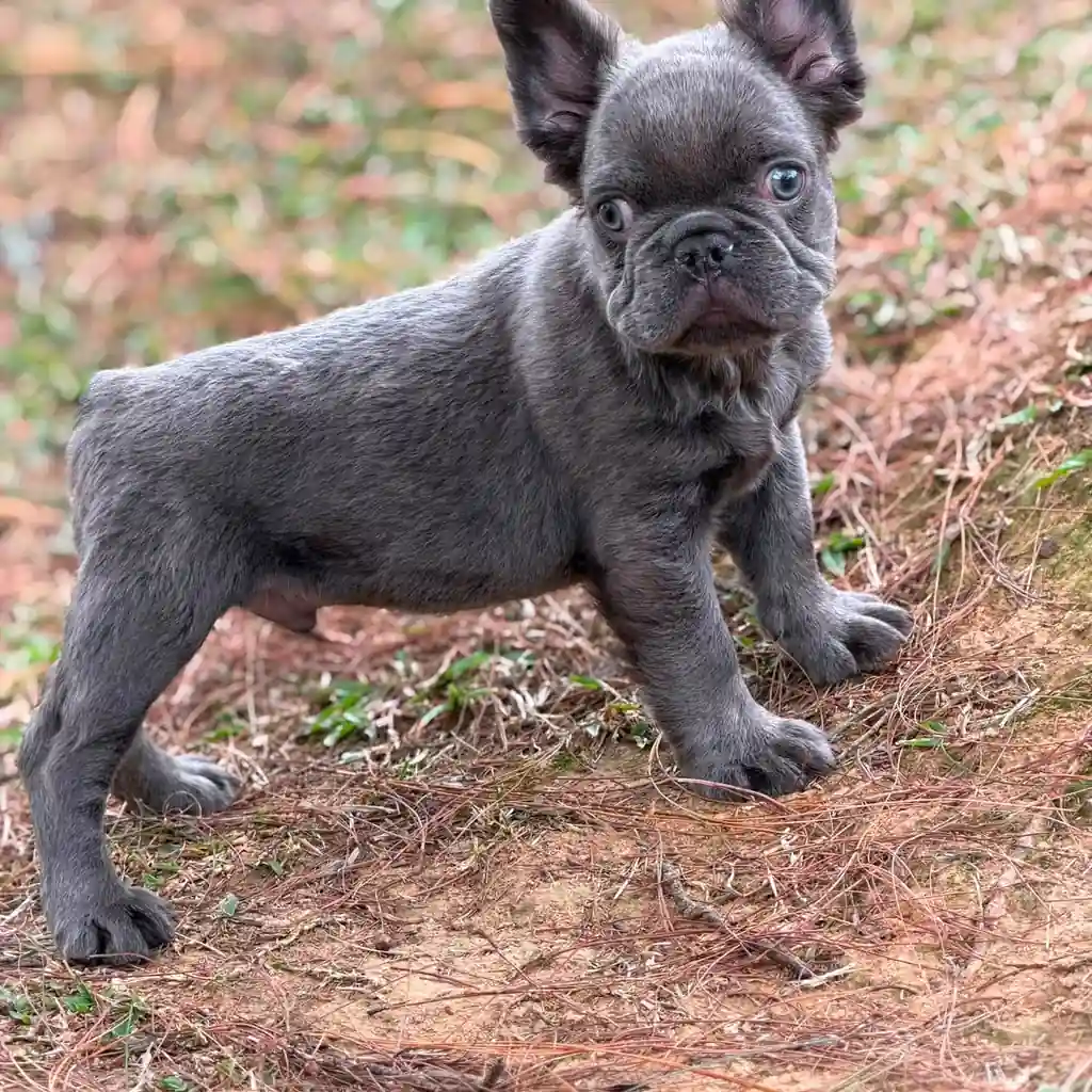 Bulldog Francés Fluffy Blue foto 3