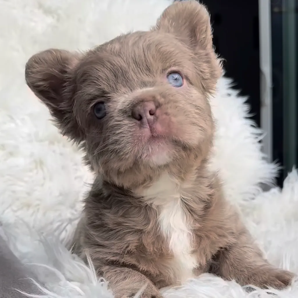 Bulldog Francés Fluffy Isabella