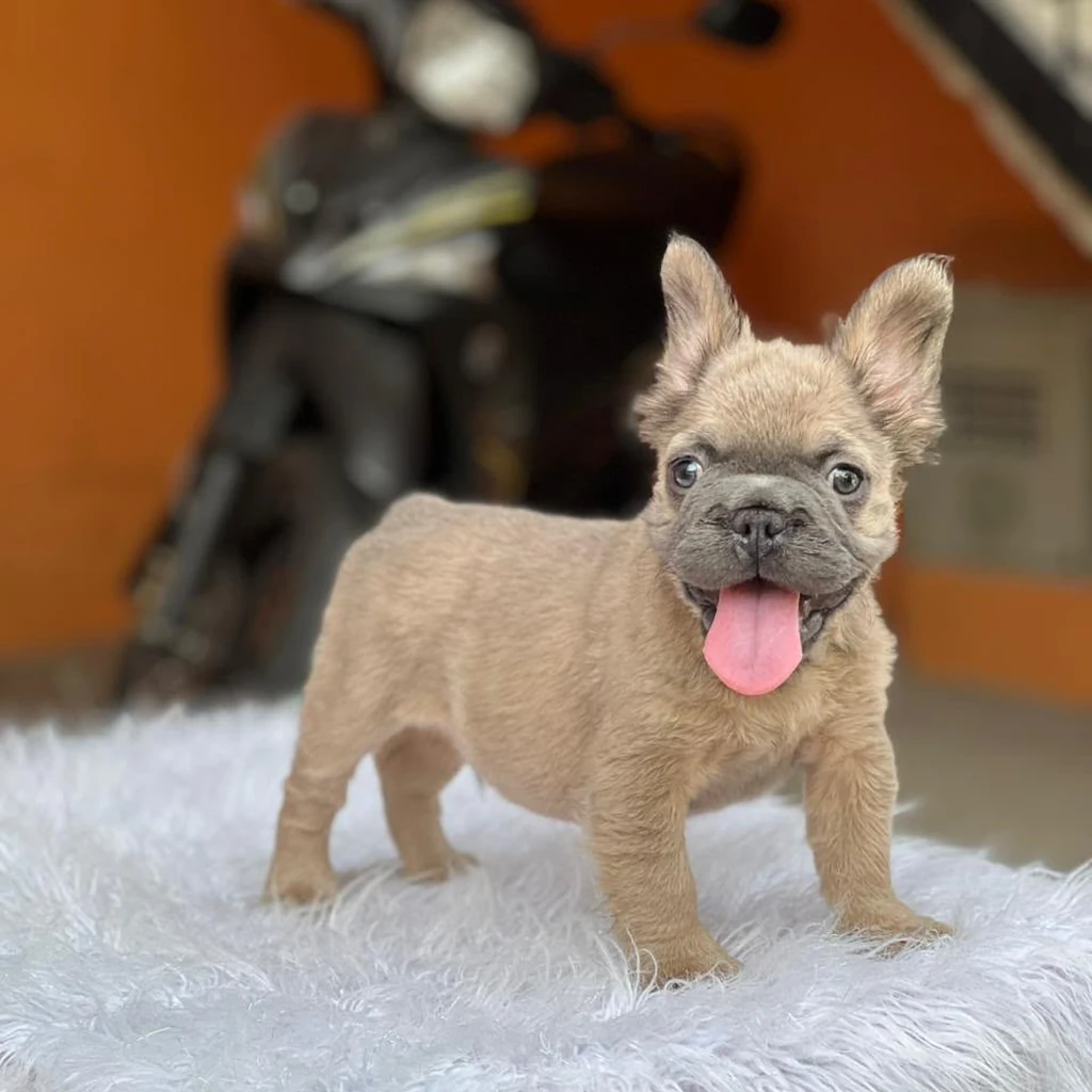 Bulldog Francés Fluffy Fawn Leonado foto 3
