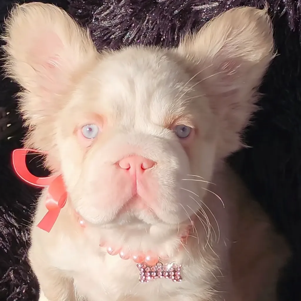 Bulldog Francés Fluffy Pink foto 2