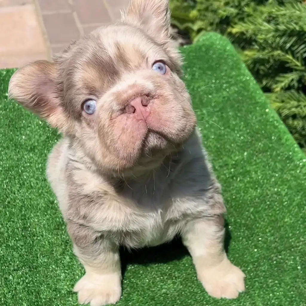 Bulldog Francés Fluffy Choco Merle