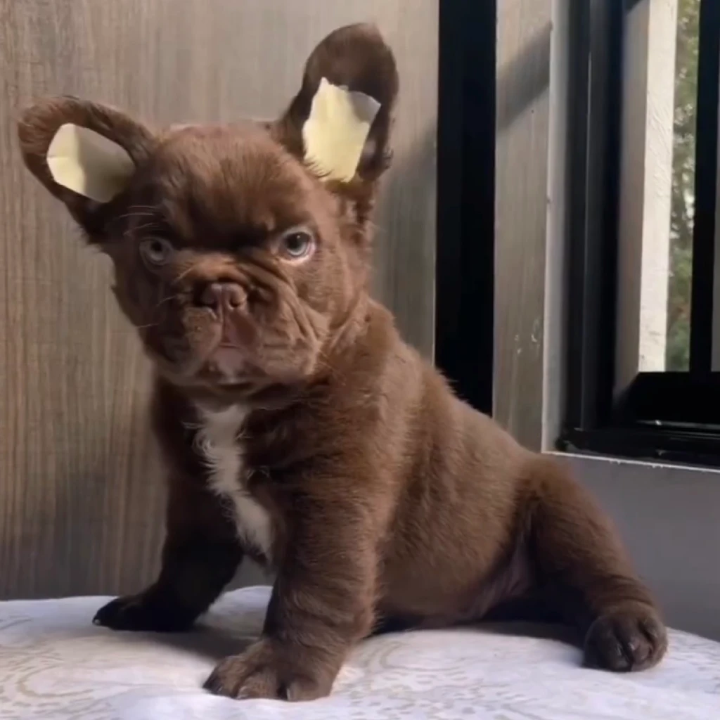 Bulldog Francés Fluffy Chocolate foto 3