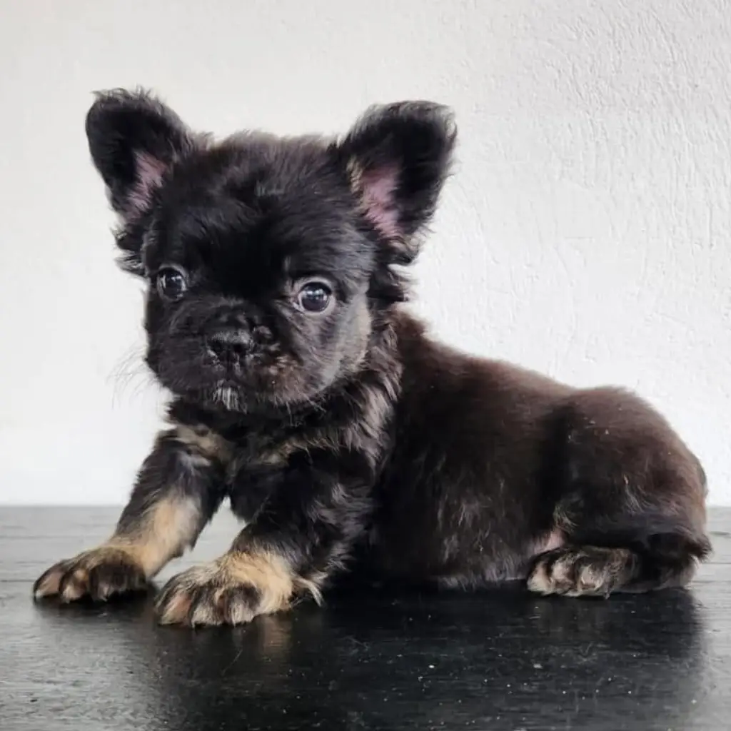 Bulldog Francés Fluffy Black and Tan foto 2