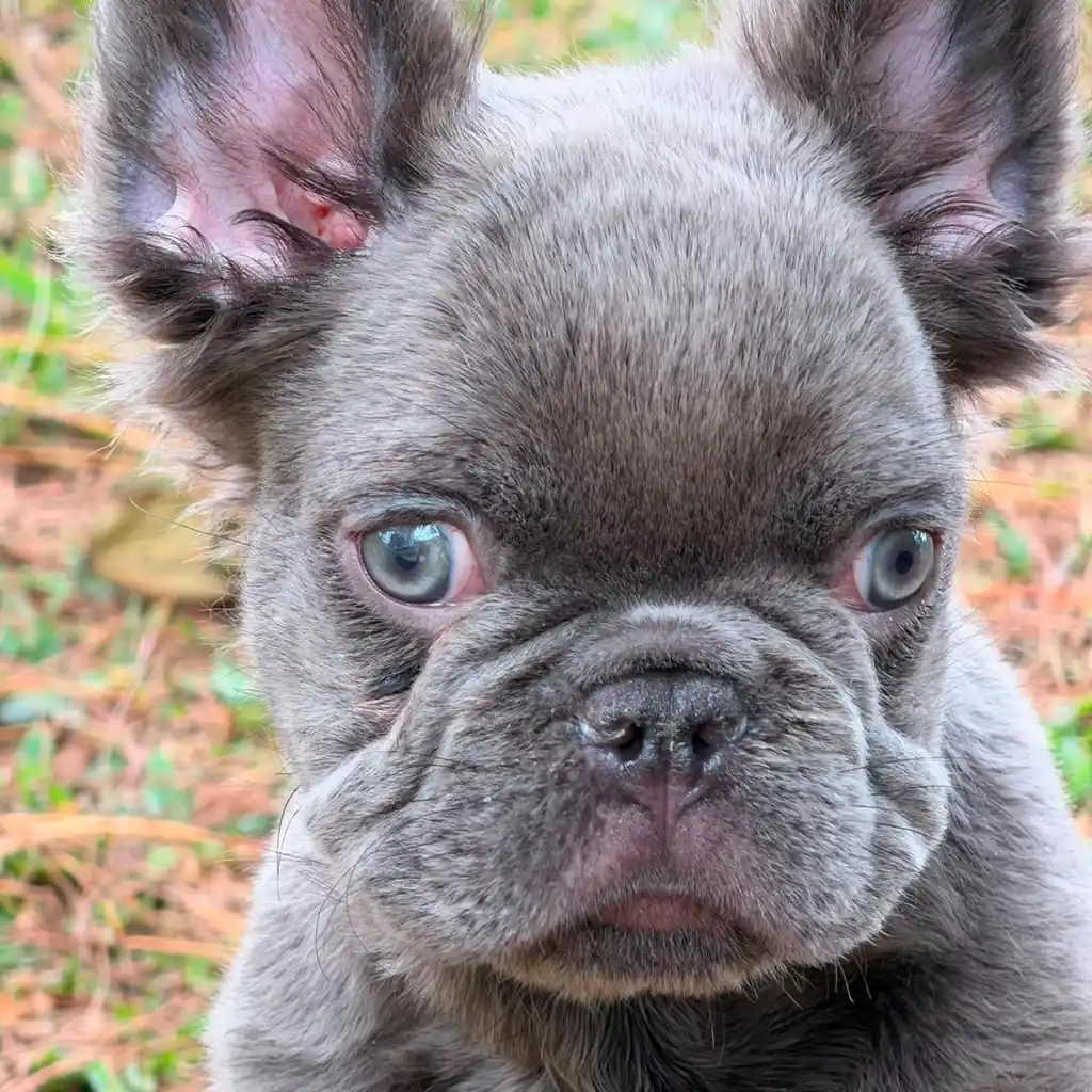 Bulldog Francés Fluffy Blue foto 2