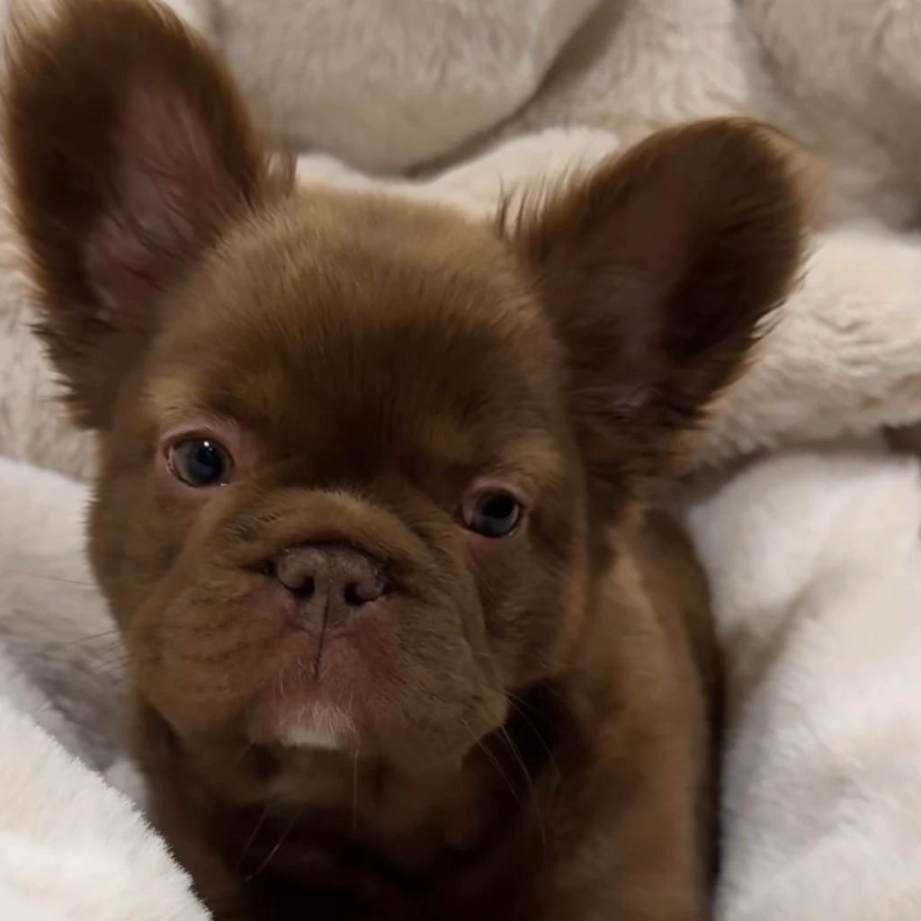 Bulldog Francés Fluffy Chocolate