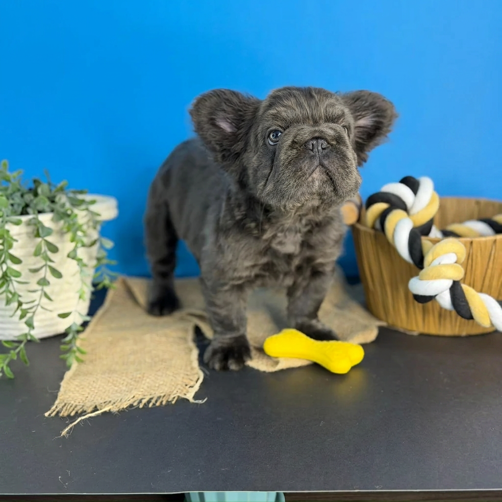Bulldog Francés Big Rope Fluffy Blue
