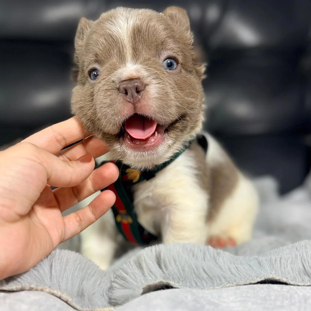 Bulldog Francés Pie Fluffy