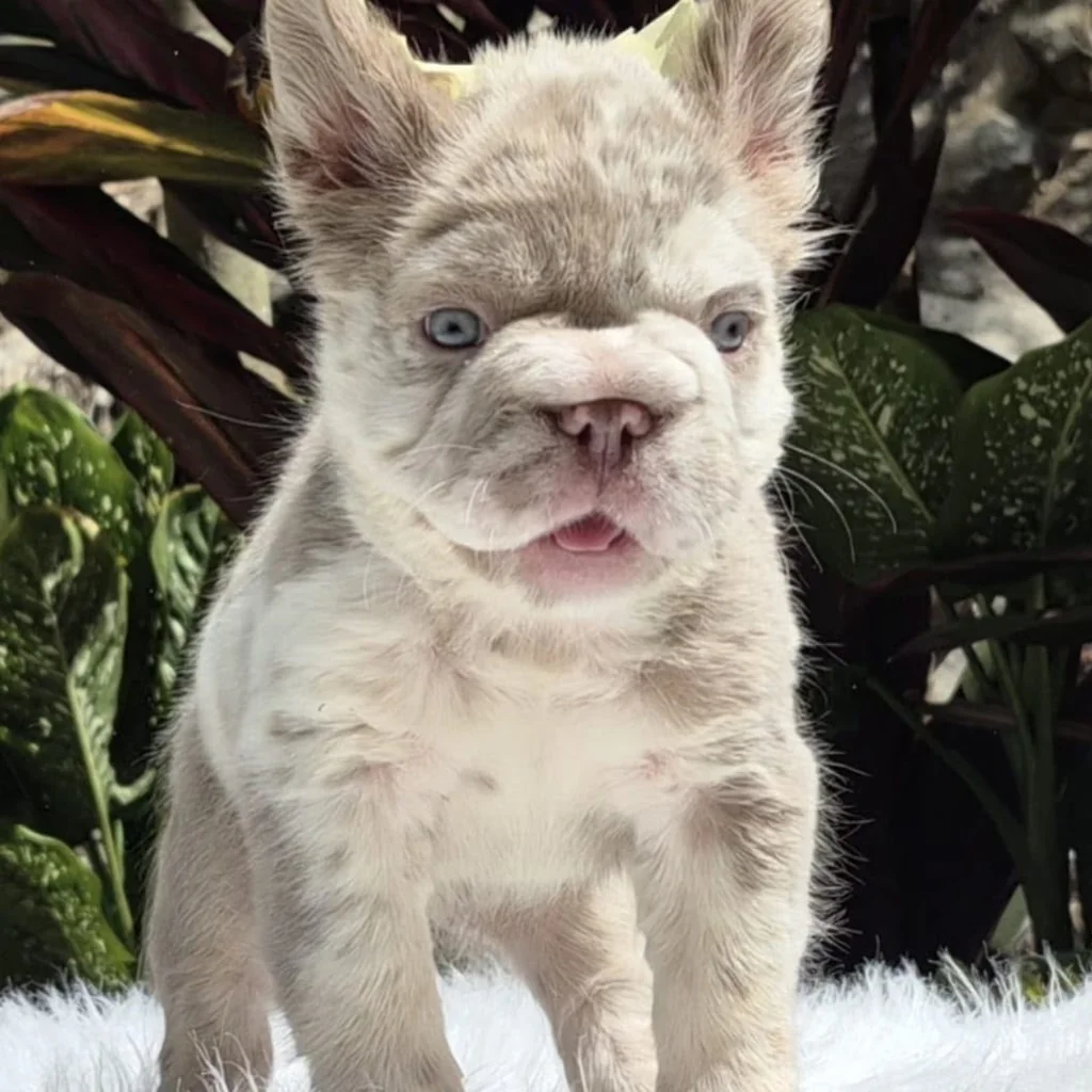 Bulldog Francés Fluffy Lilac Merle (Isabella Merle) foto 2