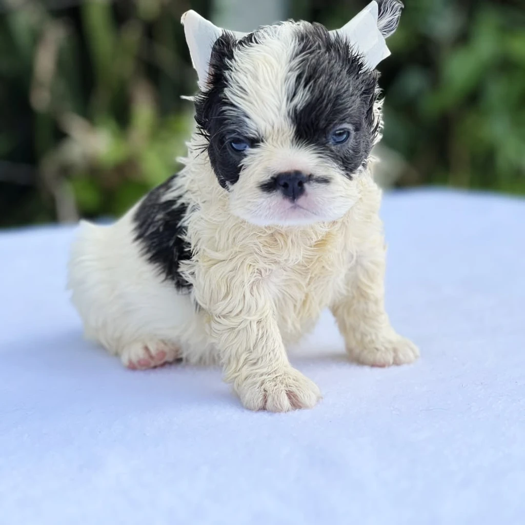 Bulldog Francés Fluffy Blue foto 4